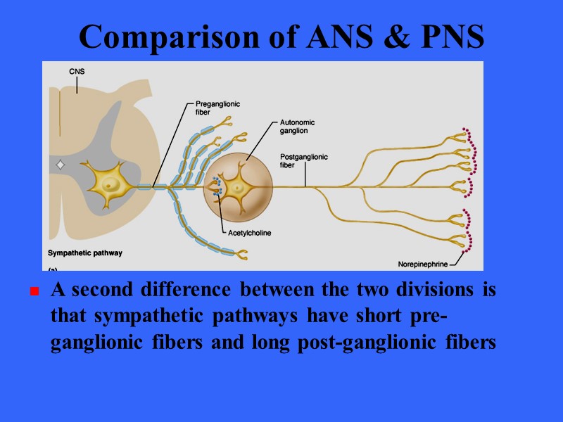 Comparison of ANS & PNS A second difference between the two divisions is that